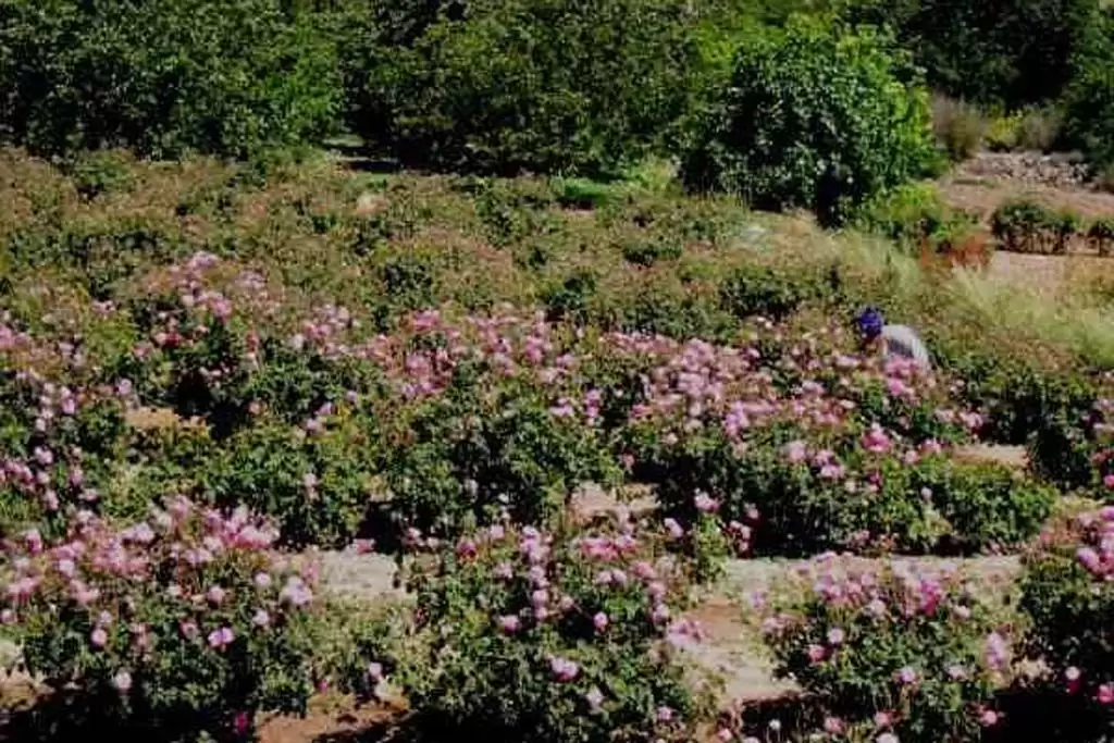 kebun-mawar.