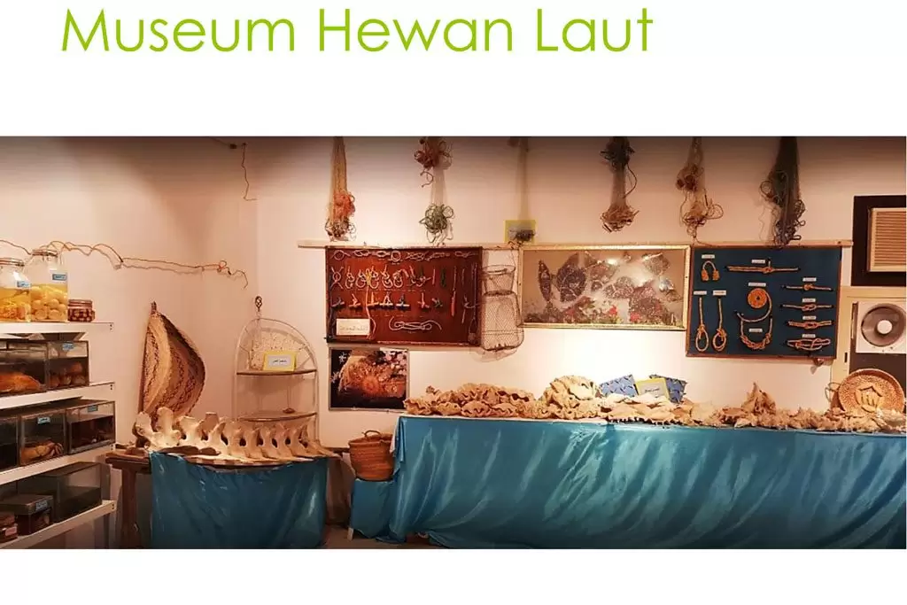 museum-hewan-laut